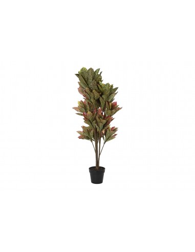 Planta CROTON 140cm