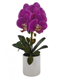 Planta PHALENOPSIS 38