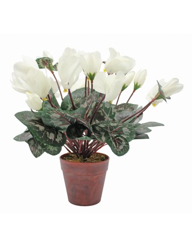 Planta CYCLAMEN con maceta 32cm