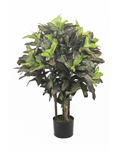 Planta CROTON 90cm