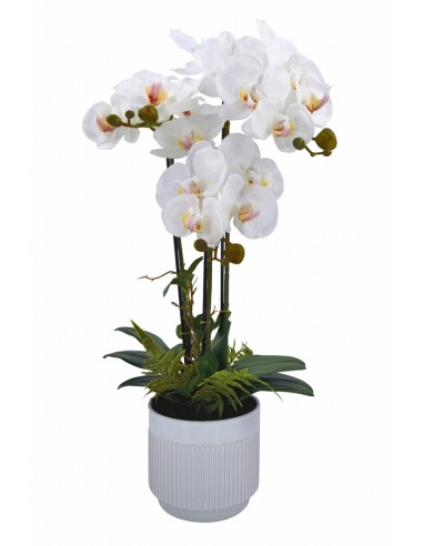 Planta PHALENOPSIS 70