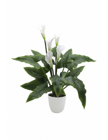 Planta CALAS 67cm