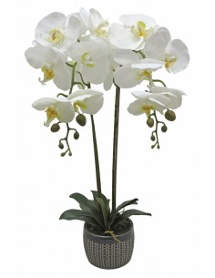 Maceta PHALENOPSIS 66cm