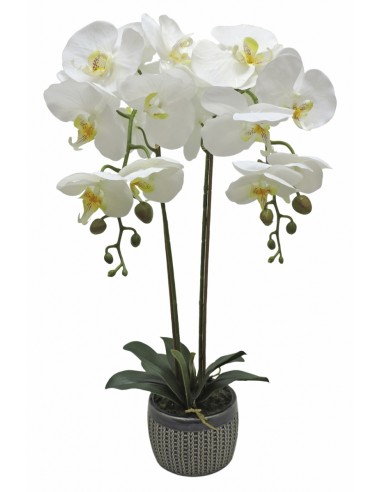 Maceta PHALENOPSIS 66cm