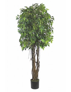 Árbol FICUS 180cm