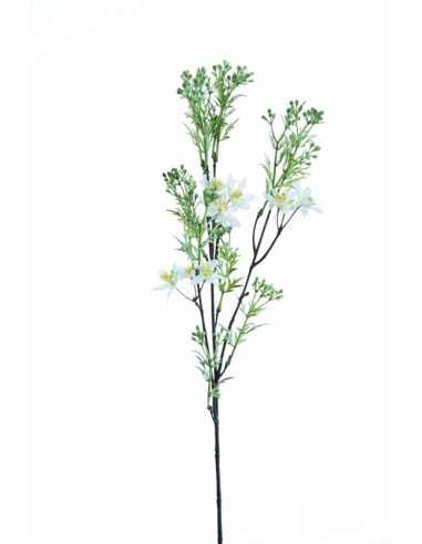 Bidens 65 cm