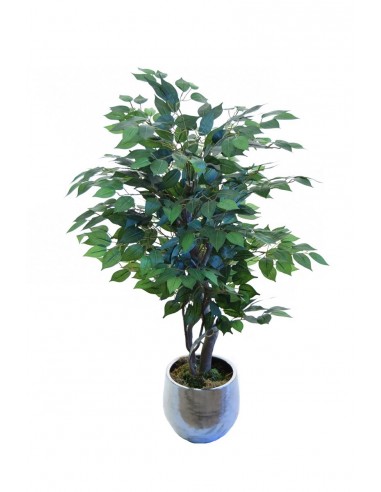 Ficus BENJAMINA 100 cm